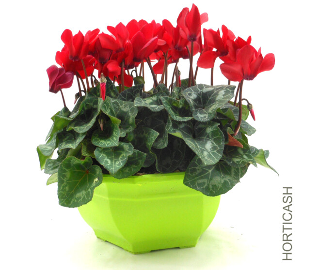 CYCLAMEN COUPE