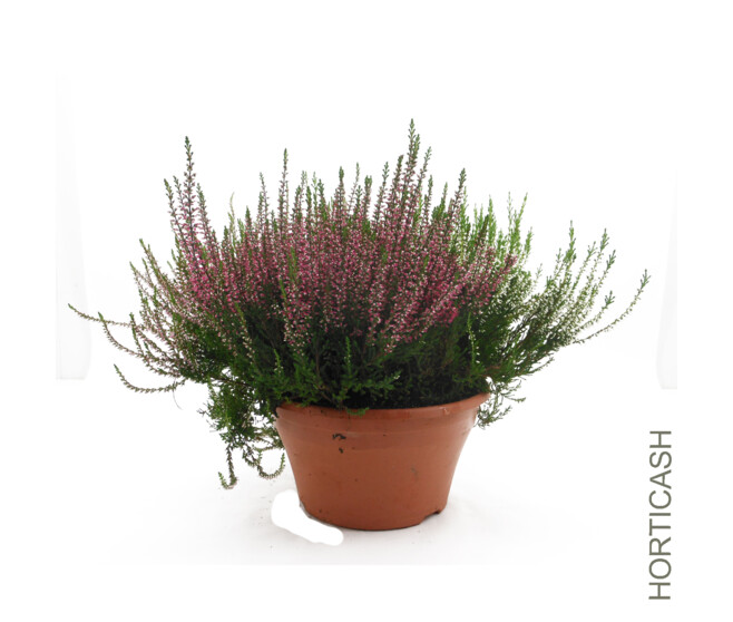 ERICA CALLUNA 3COULEURS COUPE