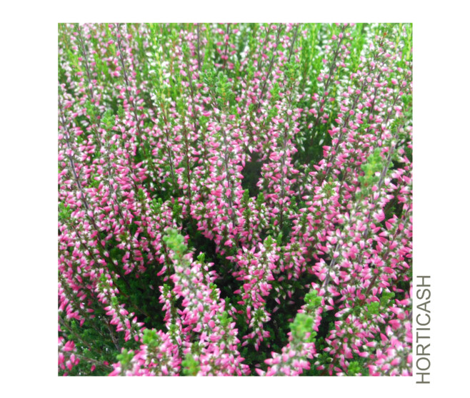 ERICA CALLUNA 3COULEURS COUPE