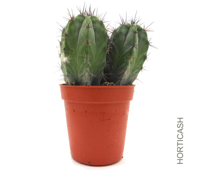 CACTUS VARIES