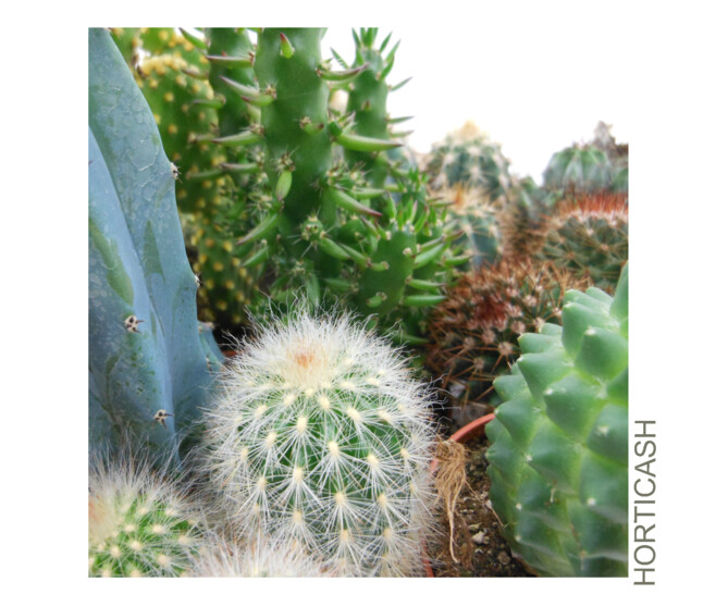 CACTUS VARIES