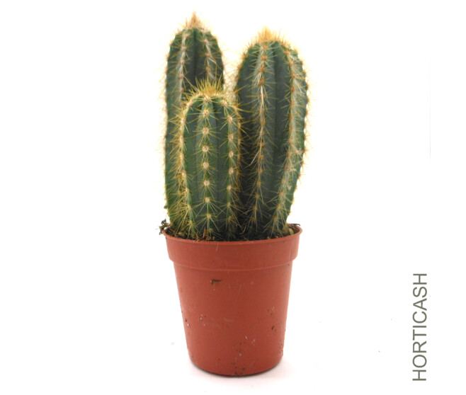 CACTUS VARIES