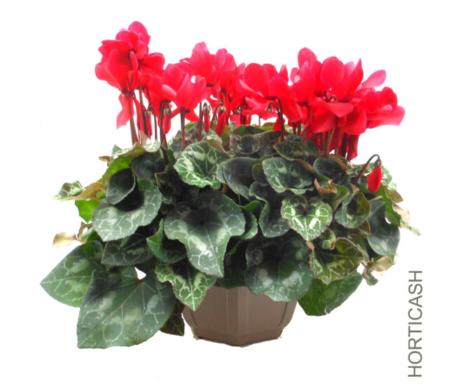 CYCLAMEN COUPE