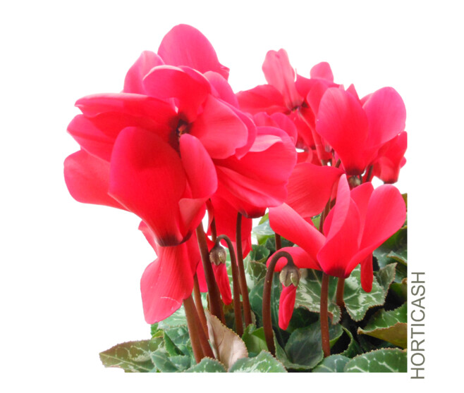 CYCLAMEN COUPE
