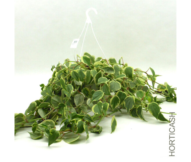 PEPEROMIA SUSP