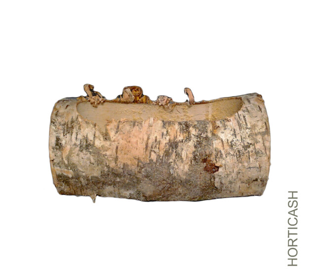 BUCHE BOULEAU L-25CM