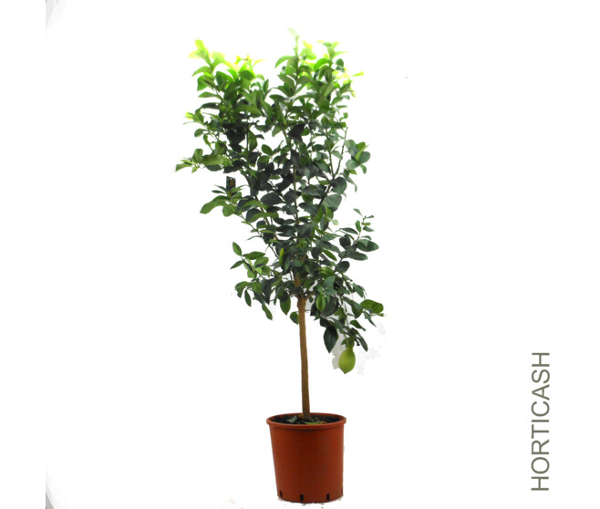 CITRONNIER TIGE