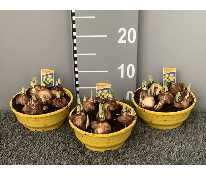 NARCISSE T.A.T. COUPE