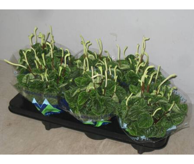 PEPEROMIA CAPERATA