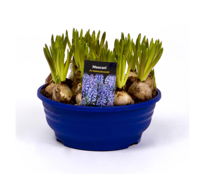 MUSCARI COUPE