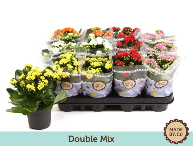 KALANCHOE FL DBLE