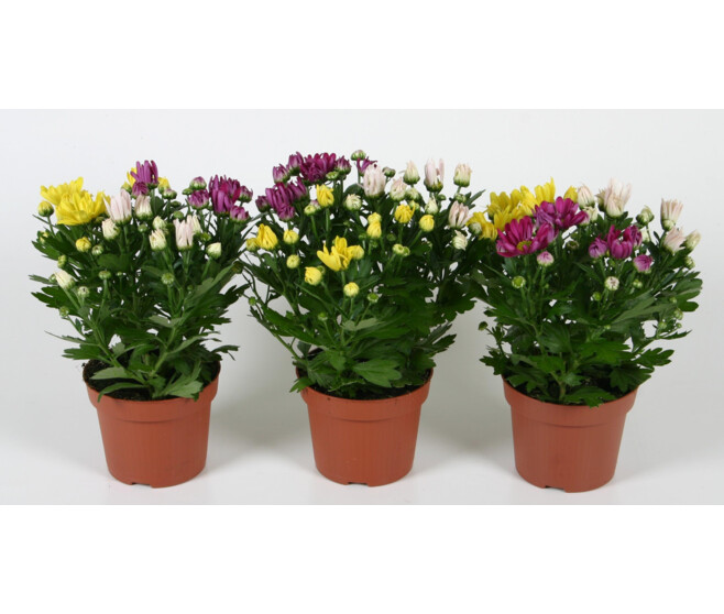 DENDRANTHEMA 3COULEURS 3PP