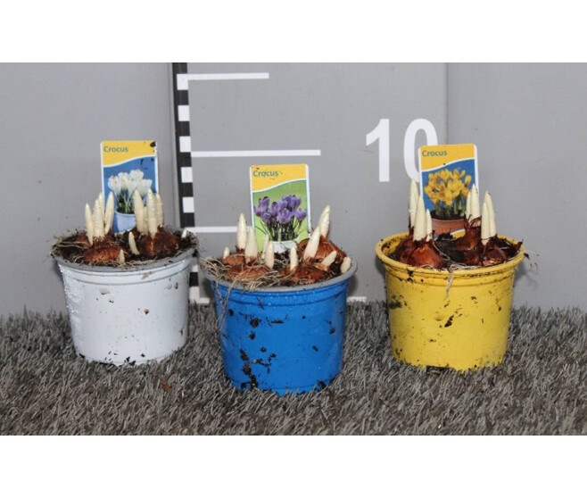 CROCUS