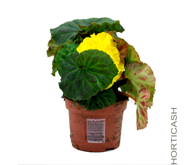 BEGONIA TUBEREUX