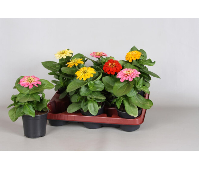 ZINNIA