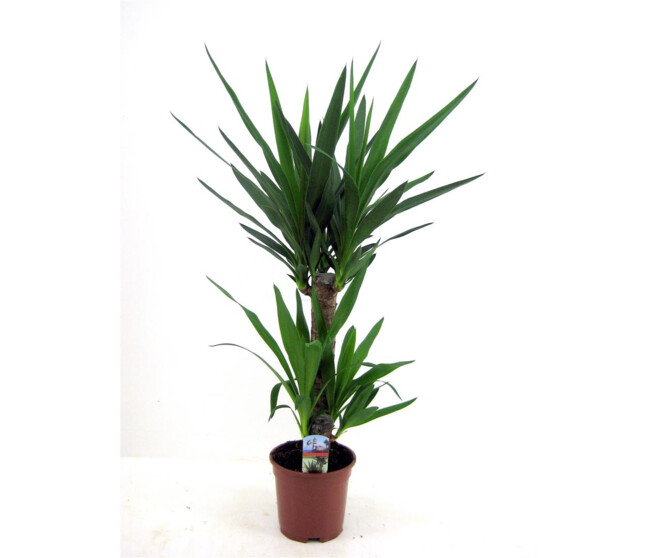 YUCCA 45-20