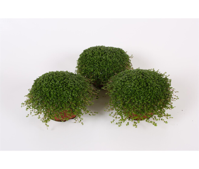 Soleirolia Soleirolii Helxine Vert | Hélixine Plante D'Intérieur