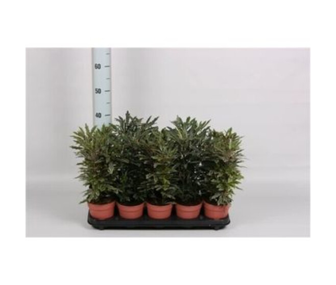ARALIA ELEGANTISSIMA