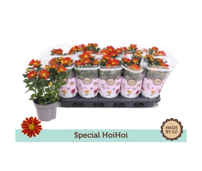 DENDRANTHEMA 3PP ROBINHO RED