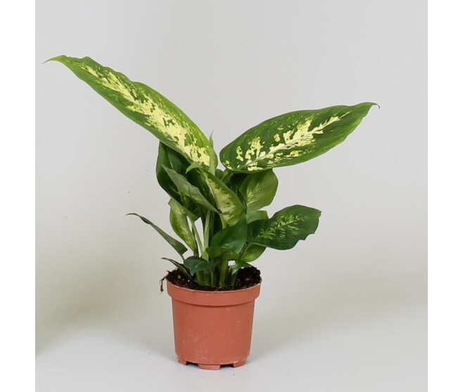 DIEFFENBACHIA COMPACTA