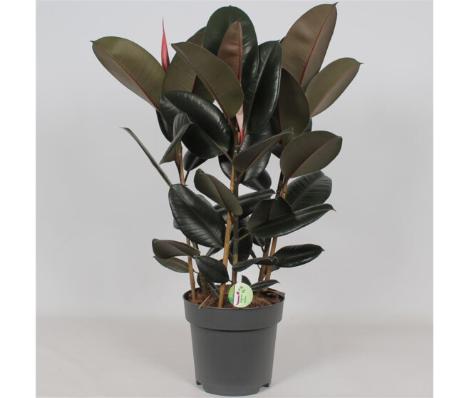 FICUS ABIDJAN 3PP