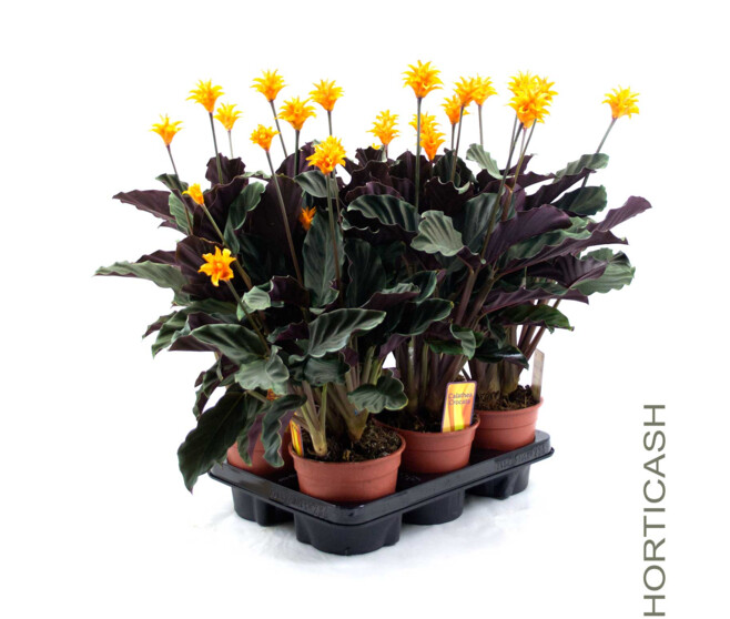 CALATHEA CROCATA 3/4FL