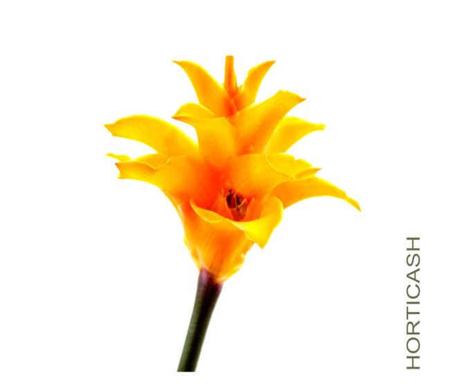 CALATHEA CROCATA 3/4FL