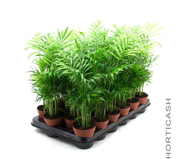 CHAMAEDOREA ELEGANS