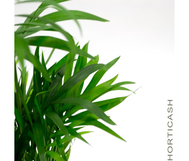 CHAMAEDOREA ELEGANS