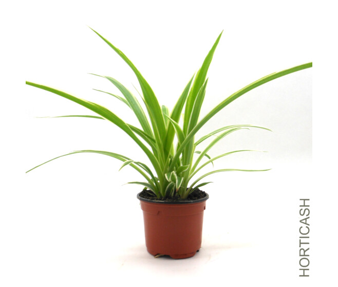 CHLOROPHYTUM