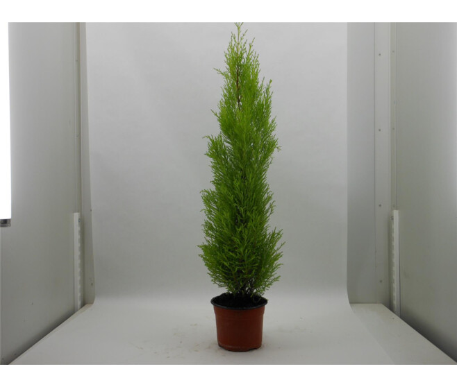 CUPRESSUS GOLD