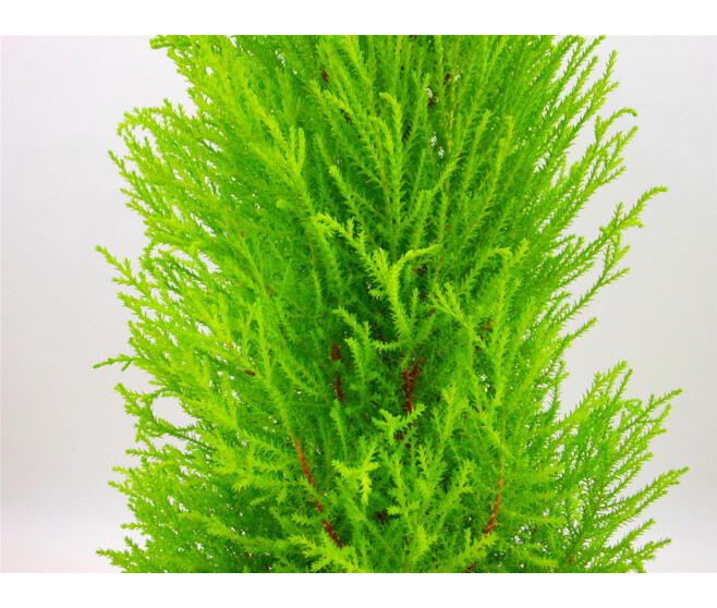 CUPRESSUS GOLD