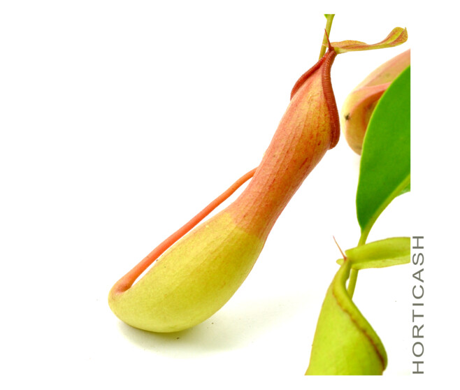 NEPENTHES SUSP