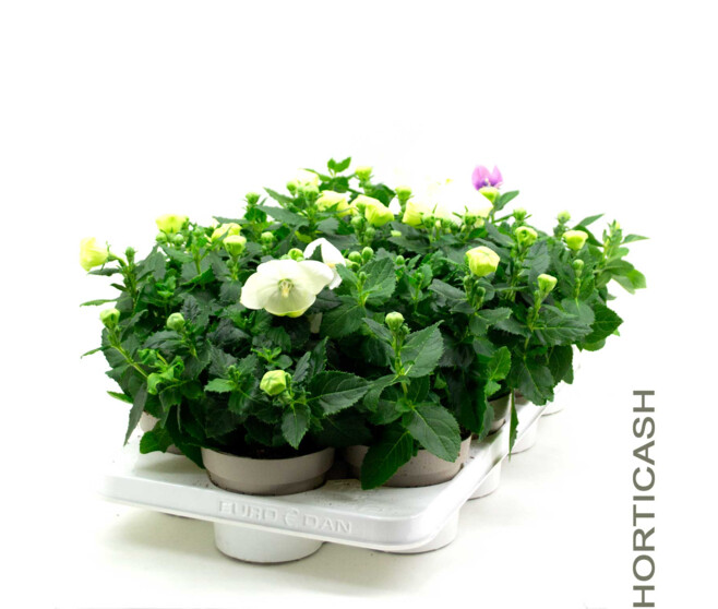 PLATYCODON GRANDIFLORUM