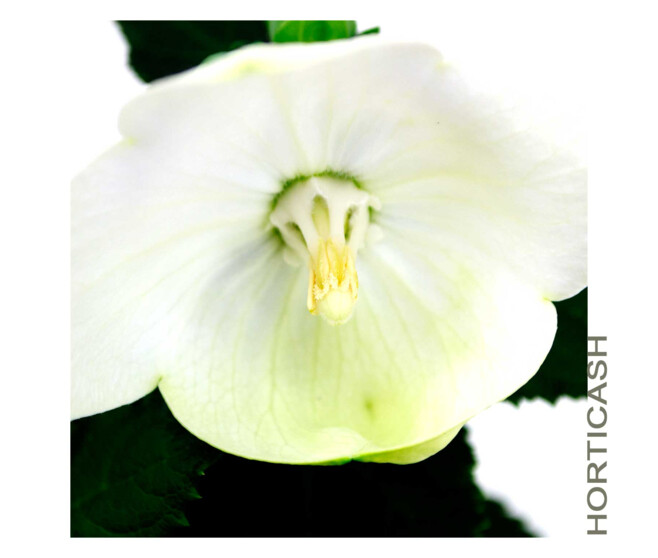 PLATYCODON GRANDIFLORUM
