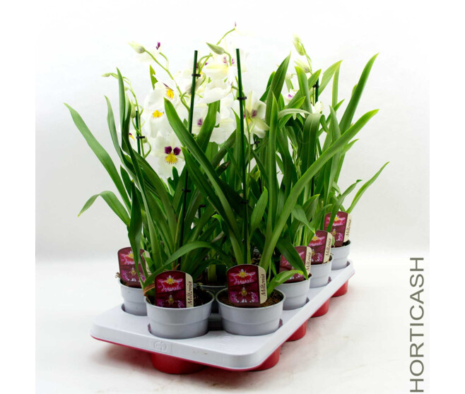 MILTONIA 1BR