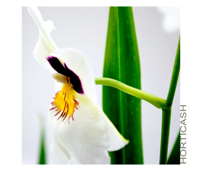 MILTONIA 1BR