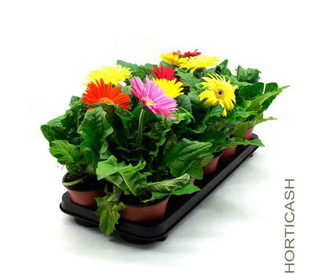 GERBERA