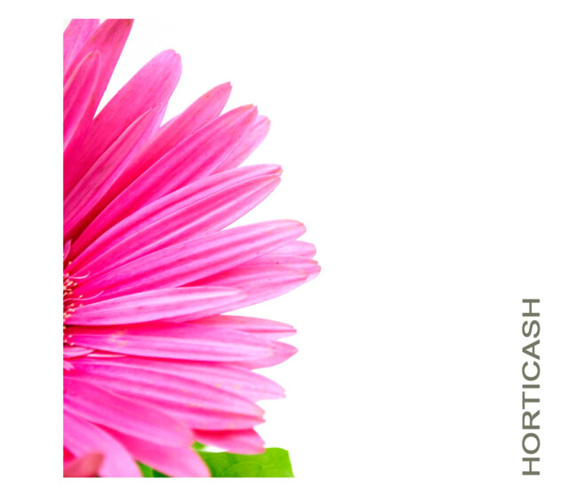 GERBERA