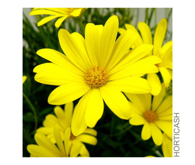 OSTEOSPERMUM COUPE