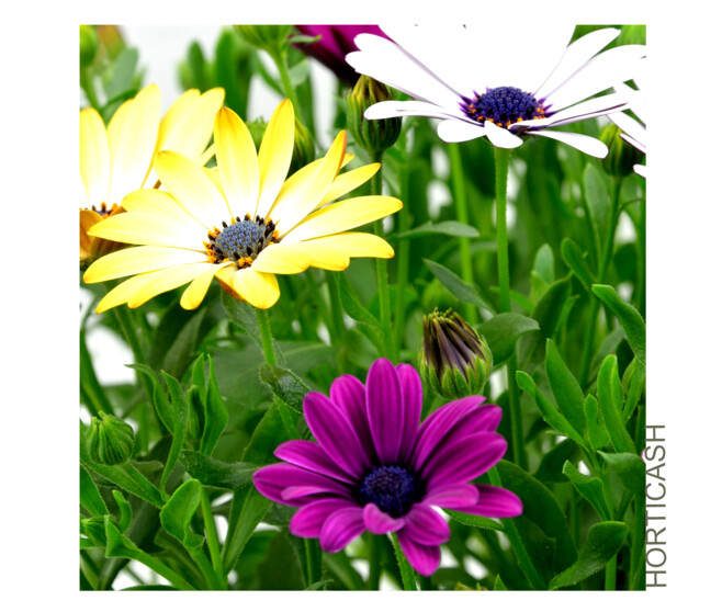OSTEOSPERMUM COUPE