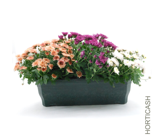 CHRYSANTHEME MULTI 3COULEURS JARD