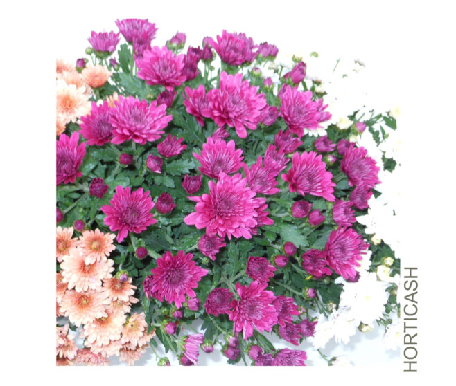 CHRYSANTHEME MULTI 3COULEURS JARD