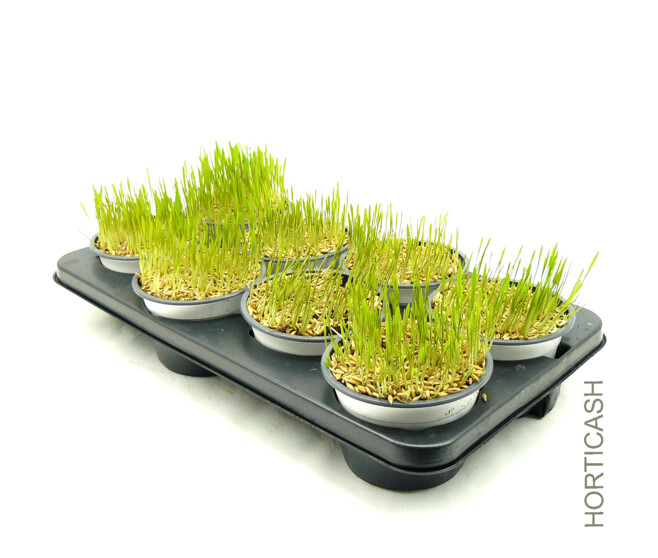 HERBE A CHAT
