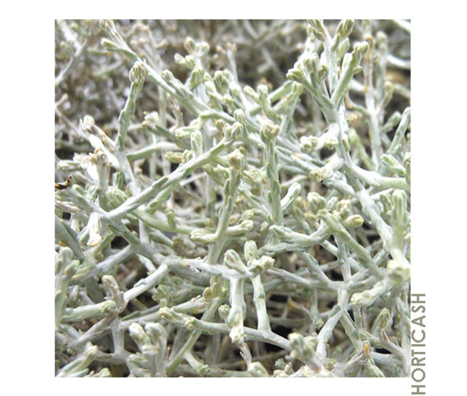 CALOCEPHALUS