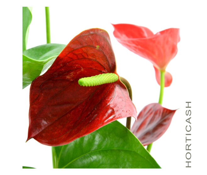 ANTHURIUM ANDREANUM ROUGE &