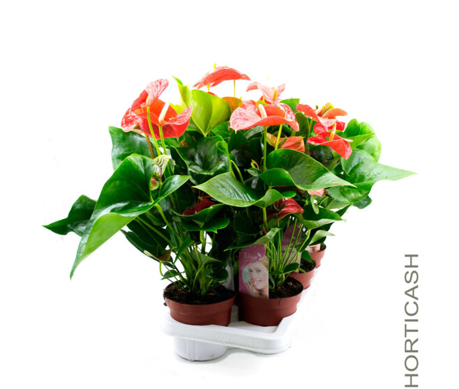 ANTHURIUM ANDREANUM ORANGE