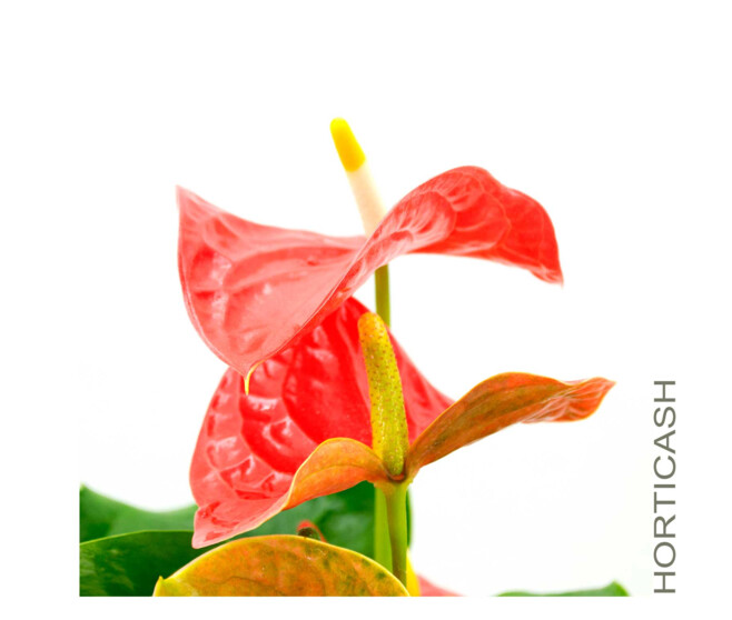 ANTHURIUM ANDREANUM ORANGE