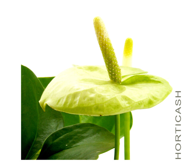 ANTHURIUM ANDREANUM BLANC &
