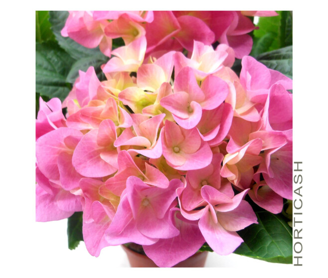 HORTENSIA 7/8FL
